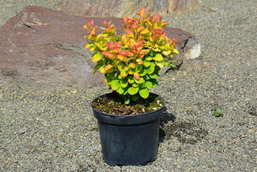 Барбарис Тунберга Лимончелло Бейлэрин (Berberis thunbergii 'Limoncello BailErin')