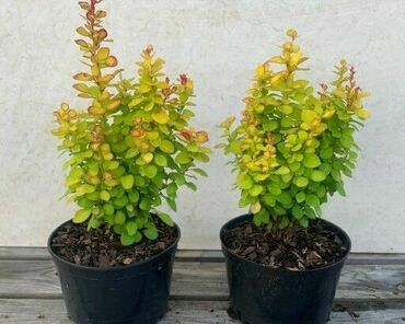Барбарис Тунберга Неон Голд (Berberis thunbergii 'Neon Gold')
