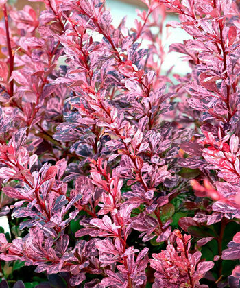 Барбарис Тунберга Пинк Бёрд (Berberis thunbergii 'Pink Bird')