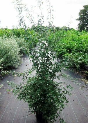 Боярышник однокосточковый (Crataegus monogyna)