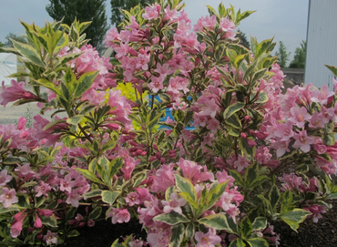 Вейгела Мэджикал Рейнбоу (Weigela 'Magical Rainbow')