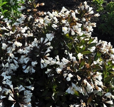 Вейгела Эбони энд Айвори (Weigela 'Ebony and Ivory')