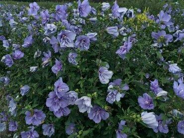 Гибискус сирийский Блю Шифон (Hibiscus syriacus 'Blue Chiffon')