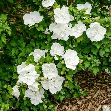 Гибискус сирийский Флауэр Тауэр Вайт (Hibiscus syriacus 'Flower Tower White')