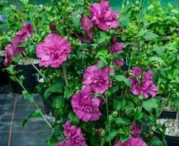 Гибискус сирийский Флауэр Тауэр Руби (Hibiscus syriacus 'Flower Tower Ruby')