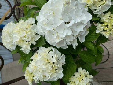 Гортензия крупнолистная Брайт Вайт (Hydrangea macrophylla 'Bright White')