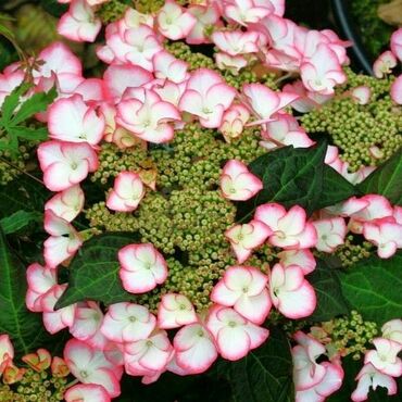 Гортензия крупнолистная Шарм (Hydrangea macrophylla 'Charm')