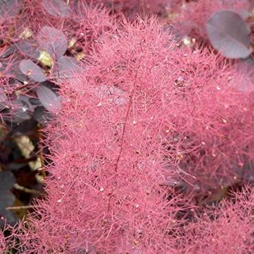 Скумпия кожевенная Мэджикал Ред Фонтан (Cotinus coggygria 'Magical Red Fountain')