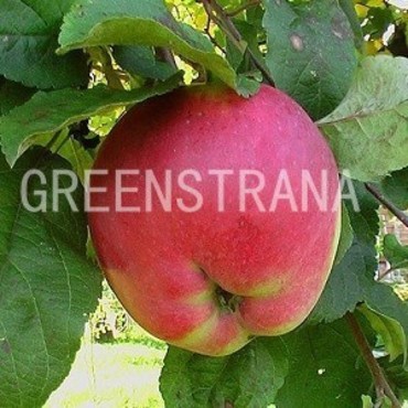 Яблоня Апорт (Malus domestica 'Aport')