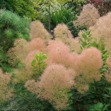 Скумпия кожевенная Мэджикал Торч (Cotinus coggygria 'Magical Torch')