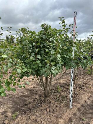 Груша уссурийская (Pyrus ussuriensis) ф. ЗОНТ
