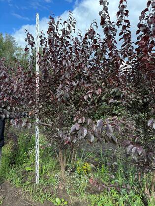 Алыча Тульский Искандер (Prunus cerasifera 'Tulsky Iskander')