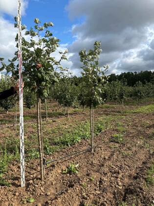 Рябина Пинк Вейл (Sorbus 'Pink Veil')