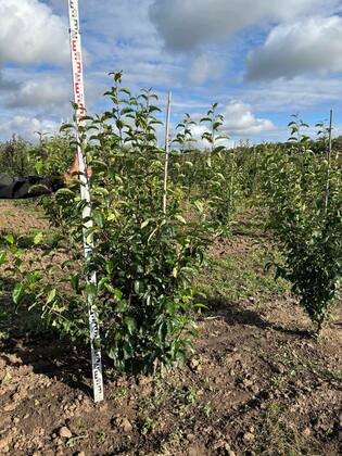 Яблоня Ван Эселтин (Malus 'Van Eseltine')