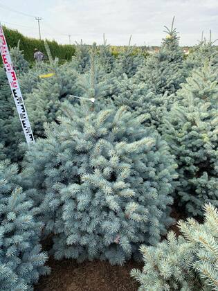 Ель колючая Марси (Picea pungens 'Marsi')