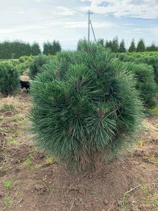 Сосна черная Ронделло (Pinus nigra 'Rondello')