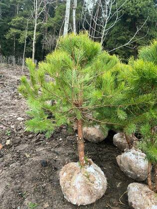 Сосна обыкновенная (Pinus sylvestris) формированная по акции