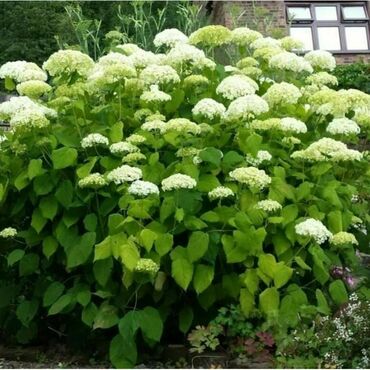 Гортензия древовидная "Голден Анабель" (Hydrangea arborescens 'Golden Annabelle')
