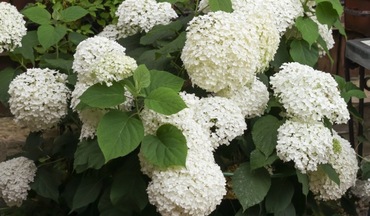Гортензия древовидная Флауэр Вау (Hydrangea arborescens 'FlowerWOW')