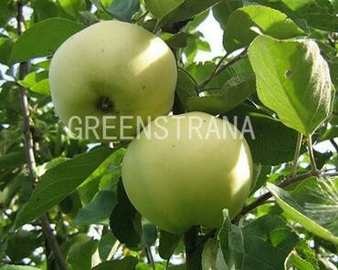 Яблоня Папировка (Malus domestica 'Papirovka')