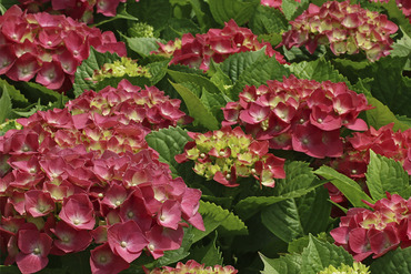 Гортензия крупнолистная Саксон Грюнес Гевёльбе (Hydrangea macrophylla 'Saxon Grunes Gewolbe')