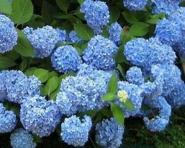 Гортензия крупнолистная Эндлесс Саммер Блумстар Блю (Hydrangea macrophylla 'Endless Summer Bloomstar Blue')