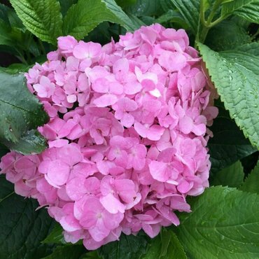 Гортензия крупнолистная 'Эндлесс Саммер Блумстар Пинк' (Hydrangea macrophylla 'Endless Summer Bloom Star Pink')