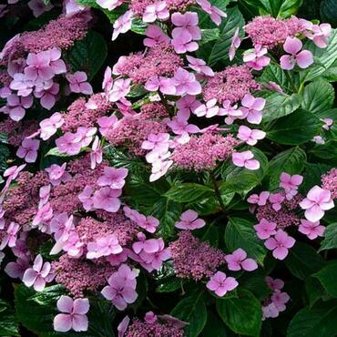 Гортензия крупнолистная 'Эндлесс Саммер Твист Шот Пинк' (Hydrangea macrophylla 'Endless Summer Twist-n-Shout Pink')