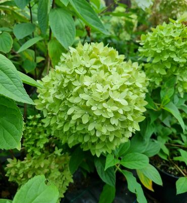 Гортензия метельчатая 'Би Грин' (Hydrangea paniculata 'Bee Green')