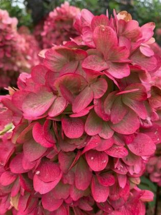 Гортензия метельчатая 'Бонфайер' (Hydrangea paniculata 'Bonfire')