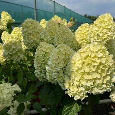 Гортензия метельчатая 'Брайтлайт' (Hydrangea paniculata 'Brightlight')