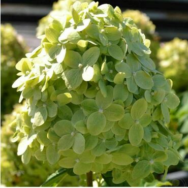 Гортензия метельчатая 'Гринлайт' (Hydrangea paniculata 'Greentlight')