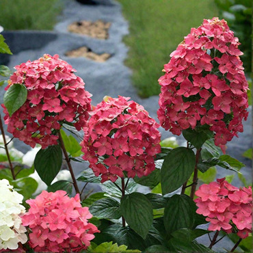 Гортензия метельчатая 'Редлайт' (Hydrangea paniculata 'Redtlight')