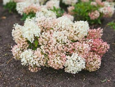 Гортензия метельчатая 'Граундбрейкер Блаш' (Hydrangea paniculata 'Groundbreaker Blush')