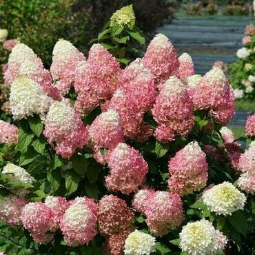 Гортензия метельчатая 'Квик Файер Фаб' (Hydrangea paniculata 'Quick Fire Fab')