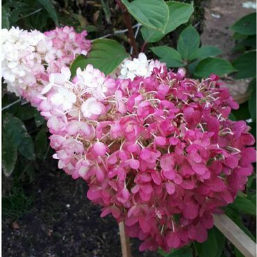 Гортензия метельчатая 'Колорфул Коктейль' (Hydrangea paniculata 'Colorful Cocktail')