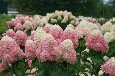 Гортензия метельчатая 'Лаймлайт Прайм' (Hydrangea paniculata 'Limelight Prime')