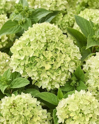 Гортензия метельчатая 'Литтл Эппл' (Hydrangea paniculata 'Little Apple')
