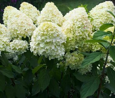 Гортензия метельчатая 'Меджикал Матерхорн' (Hydrangea paniculata 'Magical Materhorn')