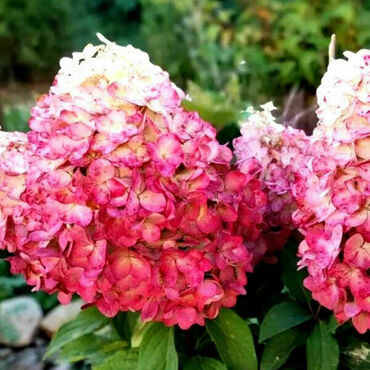 Гортензия метельчатая 'Меджикал Маунт Малинче' (Hydrangea paniculata 'Magical Mount Malinche')