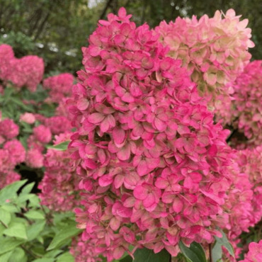 Гортензия метельчатая 'Меджикал Маунт Фуджи' (Hydrangea paniculata 'Magical Mount Fuji')