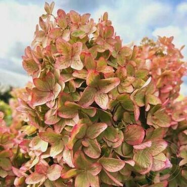 Гортензия метельчатая 'Металлика' (Hydrangea paniculata 'Metallica')