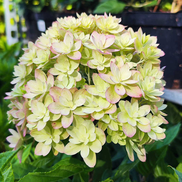 Гортензия метельчатая 'Мечта Лесково' (Hydrangea paniculata 'Mechta Leskovo')