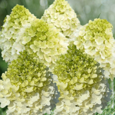 Гортензия метельчатая 'Панорама' (Hydrangea paniculata 'Panorama')