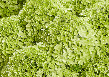 Гортензия метельчатая 'Пансана' (Hydrangea paniculata 'Pansana')