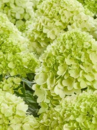 Гортензия метельчатая 'Пантонелла' (Hydrangea paniculata 'Pantonella')