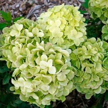 Гортензия метельчатая 'Панчетта' (Hydrangea paniculata 'Pancetta')