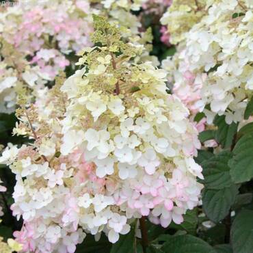 Гортензия метельчатая 'Петит Лантерн' (Hydrangea paniculata 'Petite Lantern')