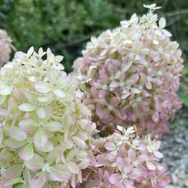 Гортензия метельчатая 'Пиксио' (Hydrangea paniculata 'Pixio')