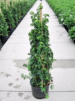 Гортензия плетистая (Hydrangea petiolaris)